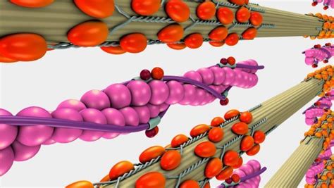 Actin and Myosin | Biology Dictionary