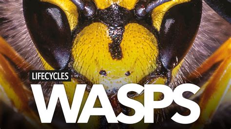 The lifecycle of a wasp