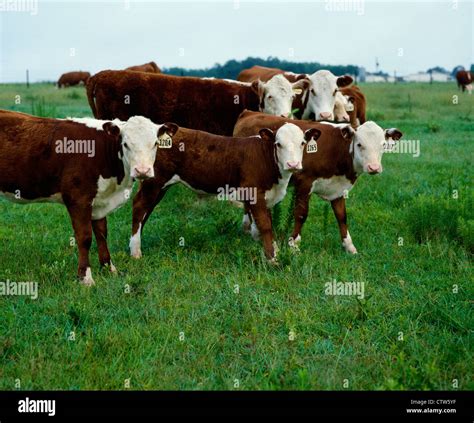 Polled hereford hi-res stock photography and images - Alamy