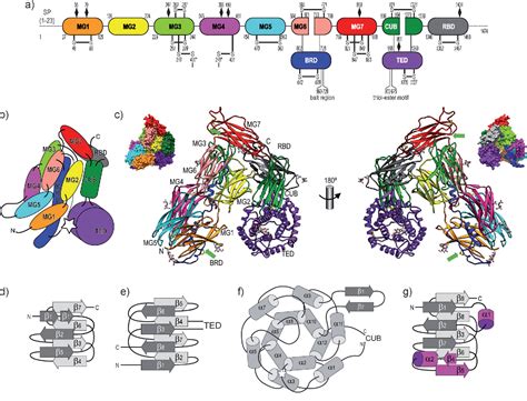 Figure 1 from The crystal structure of human α2-macroglobulin reveals a ...