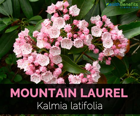 Mountain Laurel Facts, Health Benefits