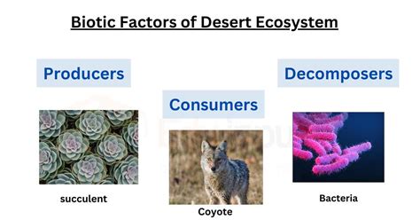 Biotic And Abiotic Factors Of Desert Ecosystem