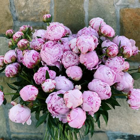 Peony Bouquets - The Lush Lily - Brisbane & Gold Coast Florist Flower Delivery - Carindale ...