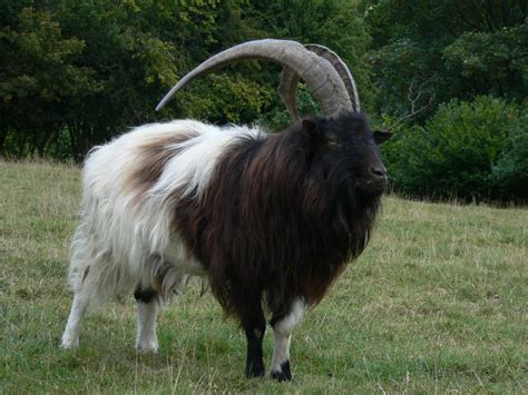 Goat Breeds: A-Z List of Every Breed of Goat - Boer Goat Profits Guide