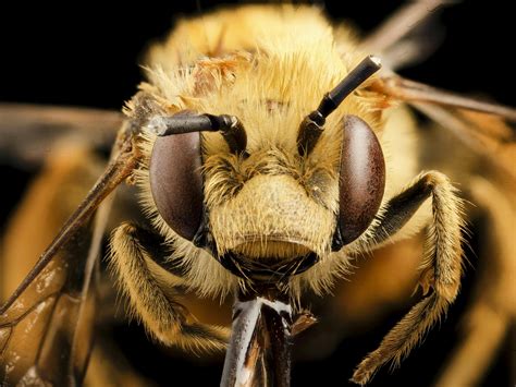 Here Are the Most Beautiful Macro Pictures of Bees You've Ever Seen | Inverse