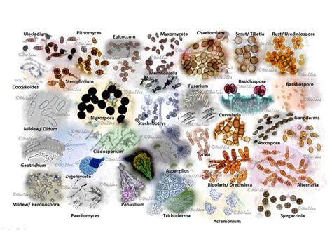 Mold Types - Outdoor, Indoor, Water Damage Indicator | Mold Awareness