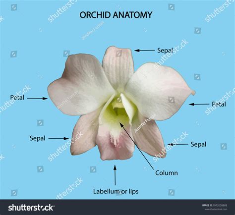 Orchid Anatomy Illustration Structure Orchid Flower Stock Illustration ...