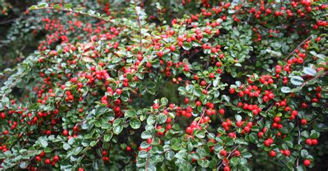 How to Grow and Care for Cotoneaster Shrubs | Gardener's Path