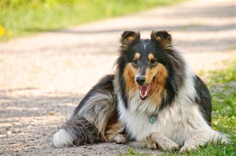 Fotos gratis : perro, animal, collie, mascota, vertebrado, cansado ...