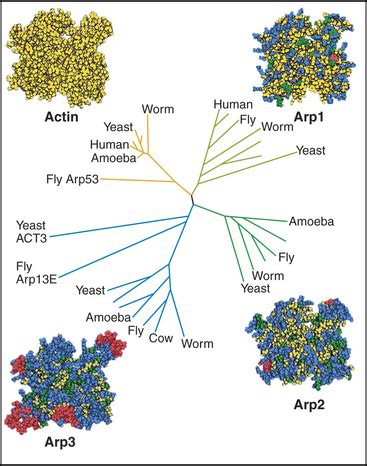 Actin and Actin-Binding Proteins | Clinical Gate