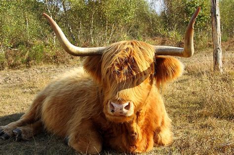 23 Brown Cow Breeds (A to Z List and Pictures) – Fauna Facts