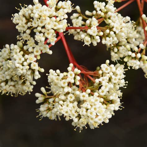 Coppertop™ Sweet Viburnum Shrubs for Sale – FastGrowingTrees.com