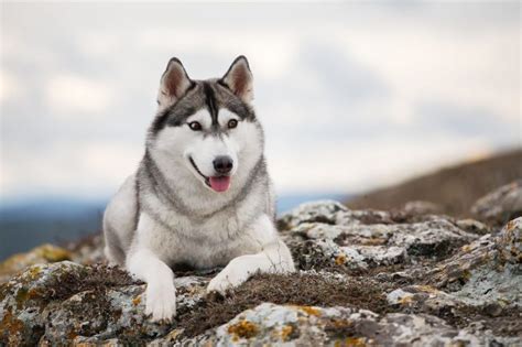 How Big Can Huskies Get? - The Healthy Dog Co