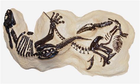 The Guardian: Perhaps the best dinosaur fossil ever discovered. So why has hardly anyone seen it ...