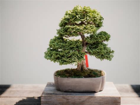 Bonsai Tree Fertilizer: The Ultimate Guide For Beginners