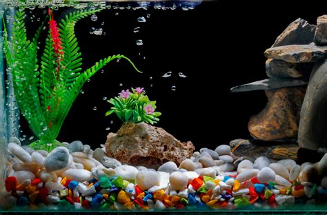 The Best Fish Tank Decorations - 2022 Guide - Animal Corner