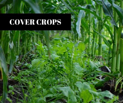 Cover Crops | Rice Soil and Water Conservation District