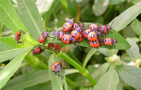 File:Bug aggregation.jpg - Wikimedia Commons