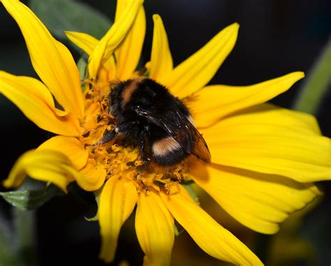 Bee asleep on a sunflower | In my back garden | Jill Johnson | Flickr