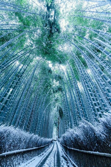 Arashiyama bamboo forest, Kyoto, Japan. Frozen in Winter : r ...