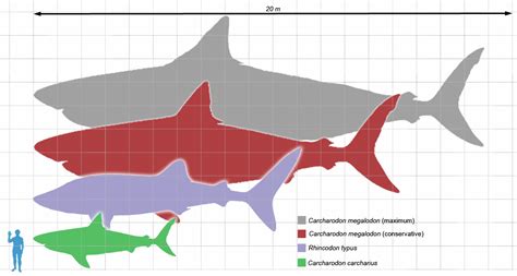 File:Megalodon scale1.png - Wikimedia Commons