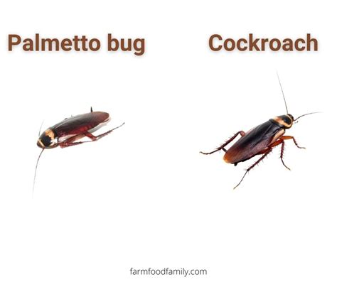 Palmetto Bugs vs Cockroaches: What're The Similarities and Differences?