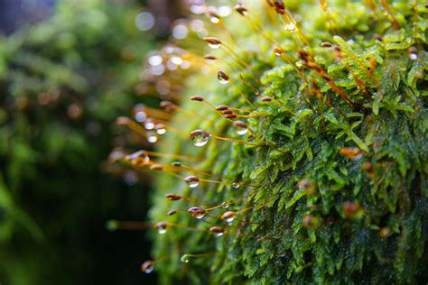 How I Grow Moss in My Garden and Why You Should Consider it Too