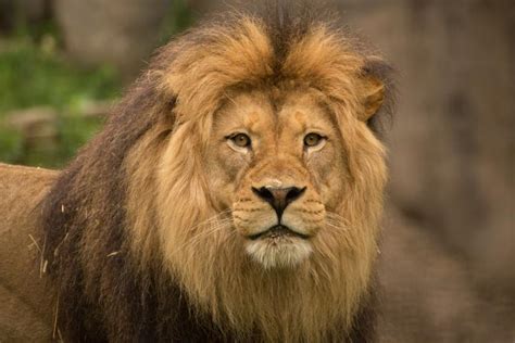 14 lions on the loose in South Africa after escaping from Kruger National Park - KokoLevel Blog