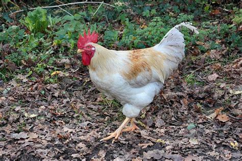 Amberlink Chicken: Complete Breed & Care Guide - Eco Peanut