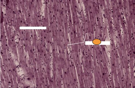Heart Histology Diagram | Quizlet