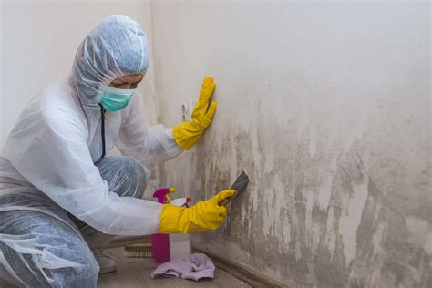 Importance of Mold Inspection in Homes and Offices - Punks In Science