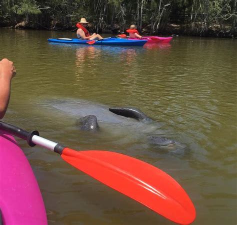 Florida Manatee Kayaking Orlando area | See Florida Manatees Up-close!