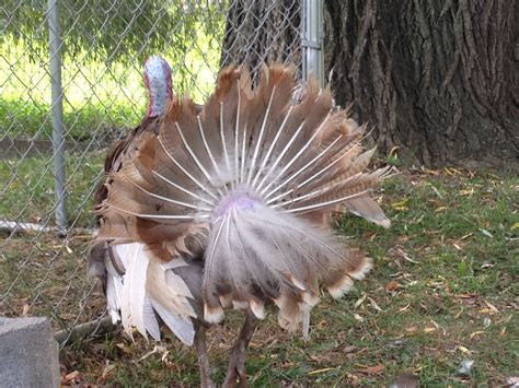 A Turkey’s Feathers | Our Hen House