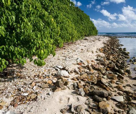 The Forbidden Fruit - Inside the Toxic World of the Manchineel Tree