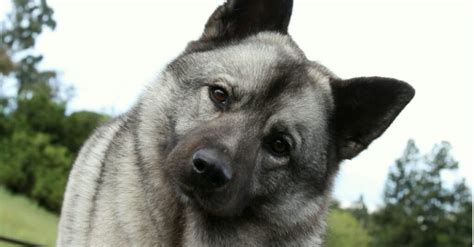 Norwegian Elkhound vs Akita: What’s the Difference? - IMP WORLD