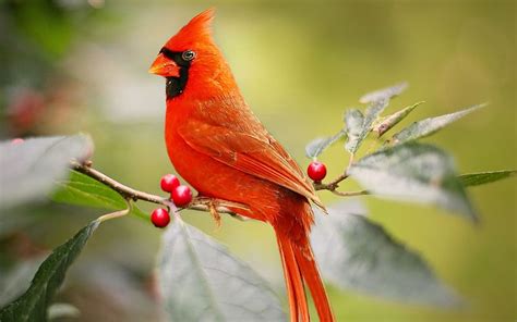 23 Best Cardinal Gifts for Red Bird Lovers ♥ » Birds & Wild