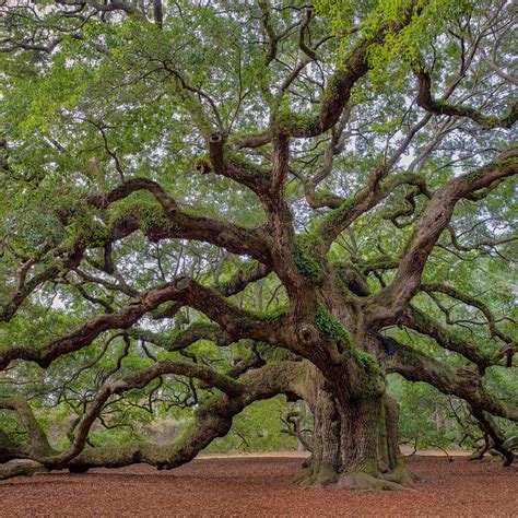 Discover The History And Mystery Of The Angel Oak Tree | Angel oak trees, Angel oak, Live oak trees