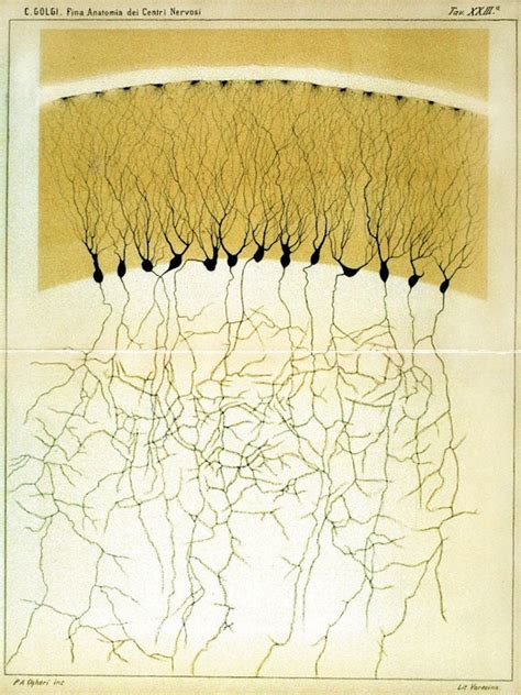 Early Illustrations of the Nervous System by Camillo Golgi and Santiago Ramón y Cajal – The ...