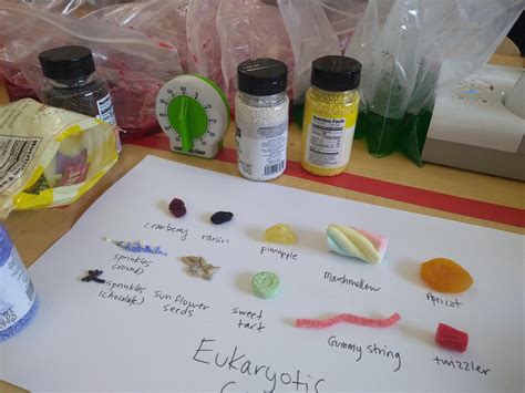 What’s in the Lab? ExCELLent Eukaryotic Cell Models – Sockmonkey Science