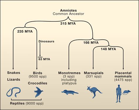 The Platypus Genome Unraveled: Cell