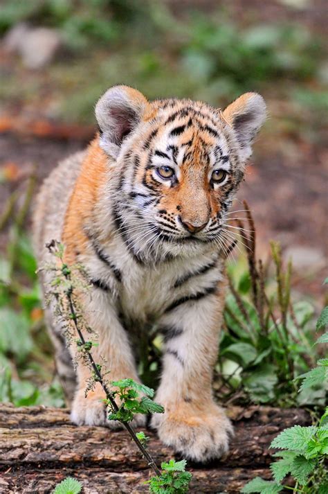 BABY TIGER CUB PICTURES