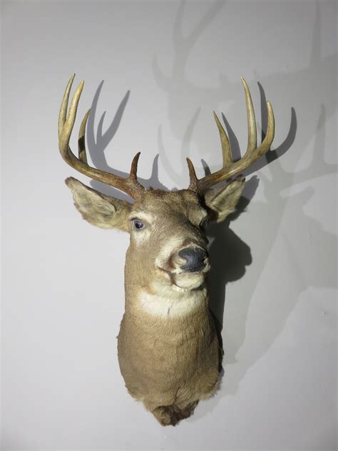 Whitetail Buck shoulder mount for sale. W-137S – Mounts For Sale