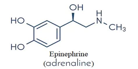 Epinephrine - Assignment Point