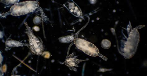 What Do Plankton Eat? Their Diet Explained - A-Z Animals