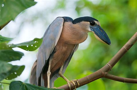 Fascinating Animals That Live In Mangrove Forests - WorldAtlas