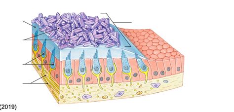 Utricle Saccule