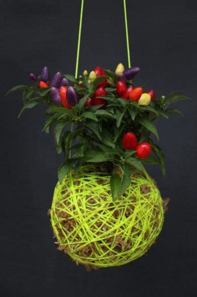 Mister Moss New Australian Hanging Gifts - Garden Design Blog | Diy hanging planter, Hanging ...