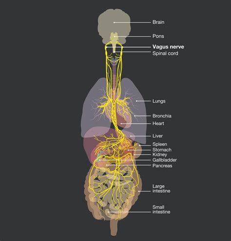 Vagus Nerve Cartoon