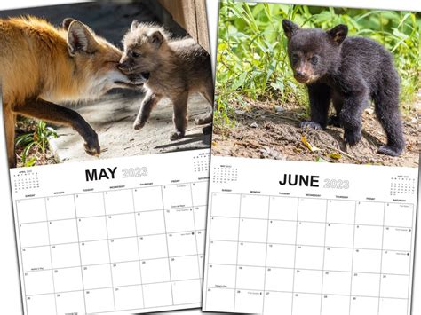 2023 Wildlife Photography Calendar Animal Wall Calendar - Etsy