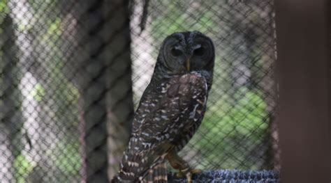 Hang Out With Raptors at the Carolina Raptor Center in Huntersville, NC